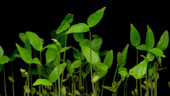 Beauty of nature growth process as seeds germinate and sprout into ...