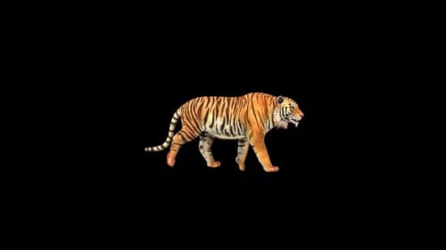 Wild Tiger Walk Fast