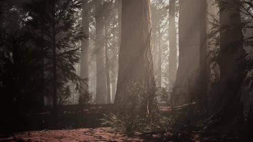 A Dense Forest with Towering Trees