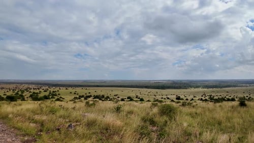 Wild savanna landscape savannah african wild nature with acacia trees grass sand