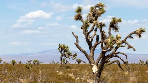 Mojave Desert time lapse with a Joshua tree in the foreground and the arid mountain landscape in the