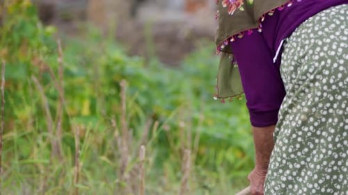 Vieille paysanne binant le sol dans son jardin 1