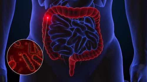 human digestive system and enteric bacteria Escherichia coli