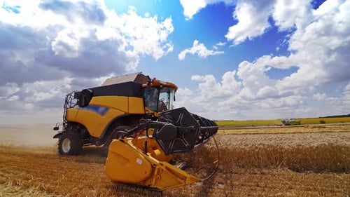 Combine harvester revolving reel harvesting wheat crops in cultivated agricultural field