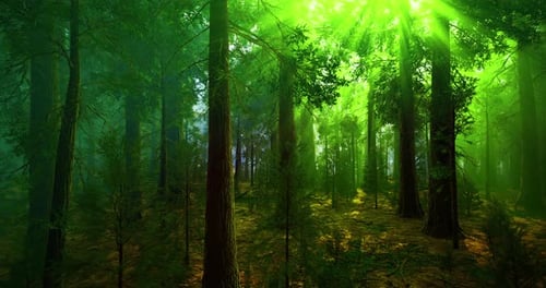 Sunlight Filtering Through Dense Forest Canopy on a Misty Morning