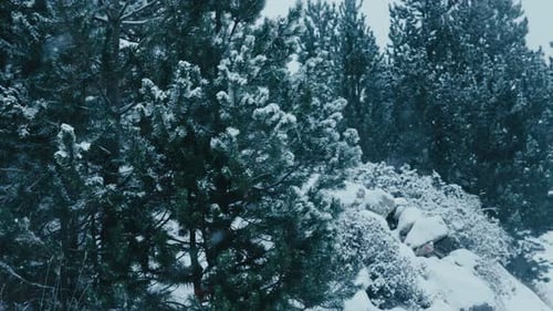 Cold Winter Snow Falls on Pine Trees in Forest