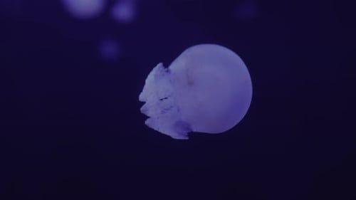 Fluoreszierende Quallen schwimmen im Aquarium. transparente Quallen unter Wasser.