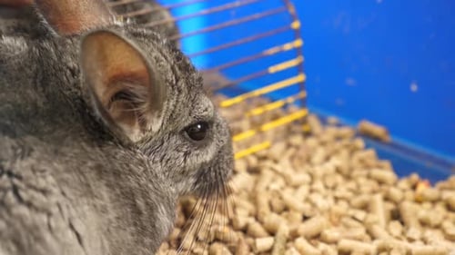 58 1People care for and play with chinchillas.