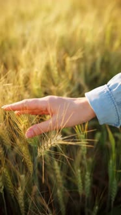 Hand Touches Wheat During Golden Hour at Farm