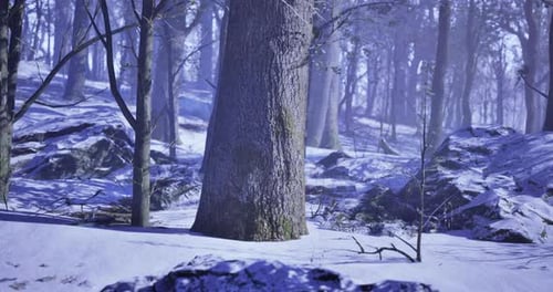 Snow Covered Forest with Large Trees in a Winter Landscape at Dusk