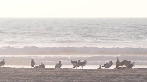 Seagull Birds By Ocean Water on Beach Sea Waves at Sunset in California USA