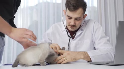 The veterinarian examines the kitten, listens with a stethoscope.