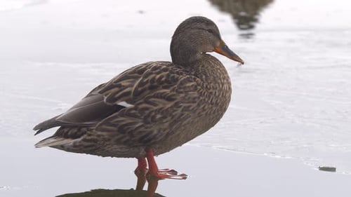 Female Mallard Duck Grooming in Winter Water