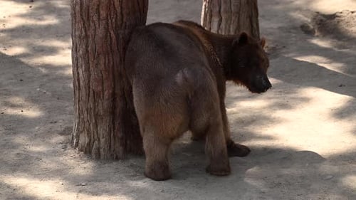 A Family of Brown Bears Forages By the Serene Lake in a Morning Forest Setting
