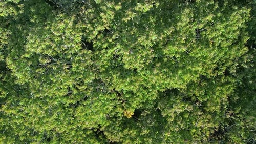 Aerial View Of The Green Forest - Flying Over Treetops In Summer - drone shot