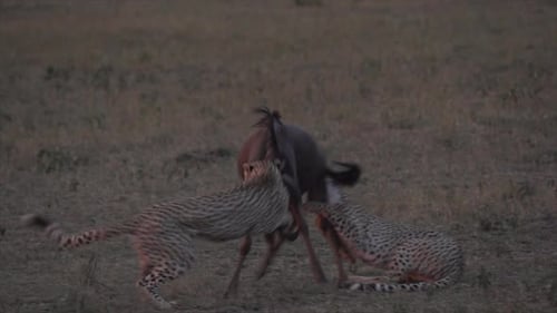 Two cheetahs taking down a wildebeest in Masai Mara, Kenya, Africa