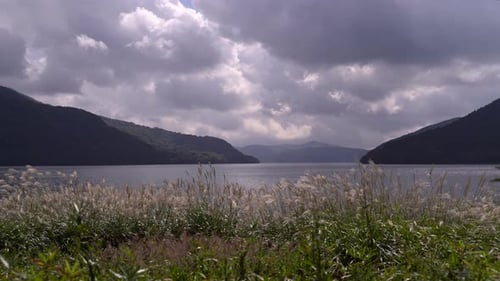 Beautiful view on Papa Grass field growing in front of Lake with beautiful clouds in background