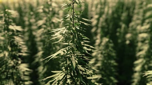 Green Canabis on Marihuana Field Farm