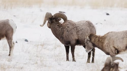 Bighorn sheep grazing in the Winter in Montana