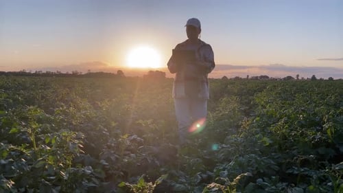 Woman Farmer Embracing Technology in Potato Field Golden Hour Sunset