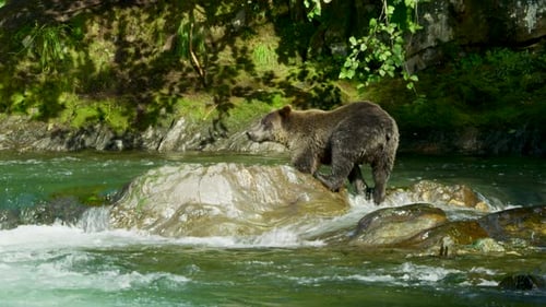 A bear climbs down from the rocks in the river, looking for fish in the water.
