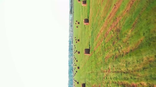 Round hay bale on green agriculture field