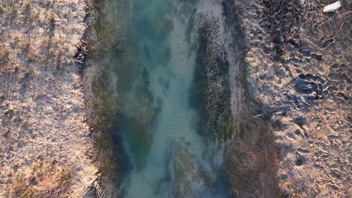 Drone shot of salmon swimming upstream through a narrow, shallow creek with exposed sediment