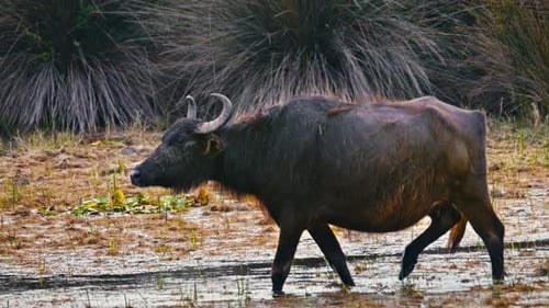 Buffalo 2K
