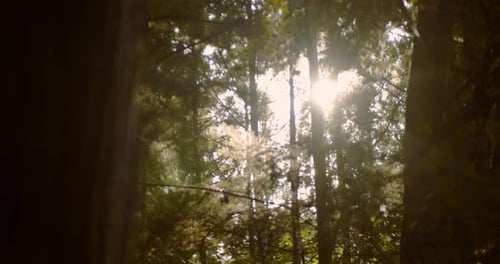Slide shot of a sunset breaking through the leaves in Kyoto, Japan 4K slow motion