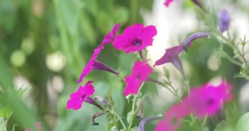 Pink Petunia Flowers Close Up in Nature