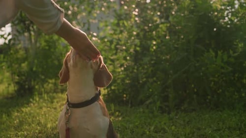 Dog Gets Pet on Sunny Green Lawn