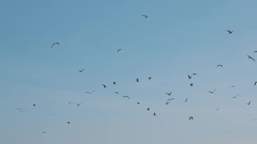 Seagulls Flying Freely in Open Blue Sky