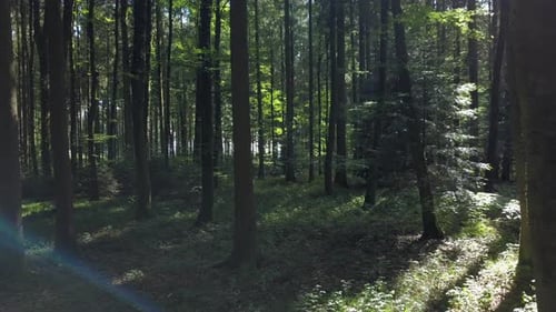 Aerial View of Forest Trees Woodland Landscape Scenery
