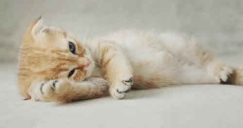 Adorable Golden Kitten Relaxing Indoors