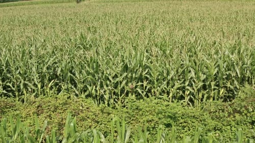 4k Cinematic fly over Corn filed. Drone top view of agricultural field.