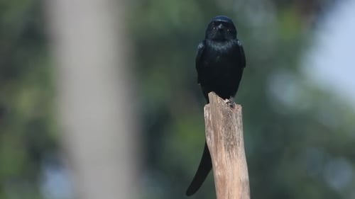 Ojos negros de Drongo: esperando la caza.