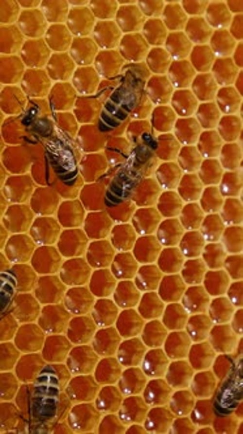 Bees producing honey and filing the wax cells. Hardworking insects walking over the honey combs.
