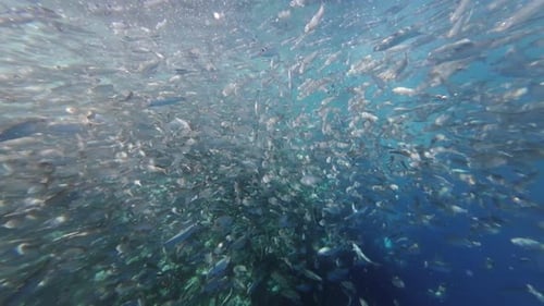 Underwater View of Shoal Sardine Fish in Sea