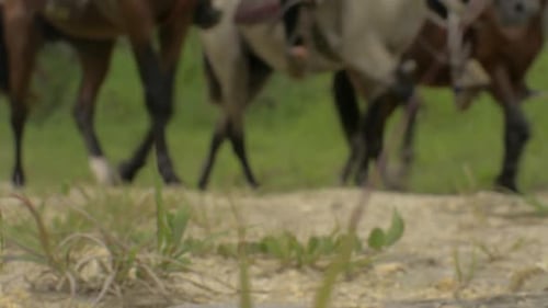 Horses passing by on a dirt path