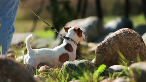 Dog Walking with Person in a Park Fostering Strong Bond with Loyal Companion