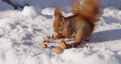 A forest squirrel picks nuts from a tree stump covered in snow in winter.