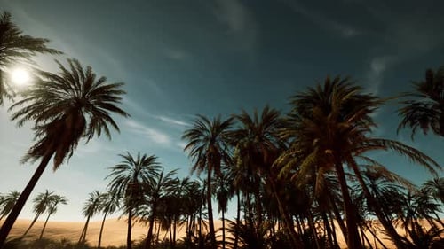 Desert Oasis Palm Trees with Dynamic Sky and Sun