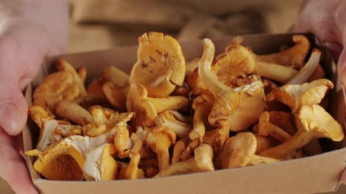 Raw Wild Chanterelles Mushrooms in Rustic Wooden Box Close Up Food with Forest Green Plants Organic