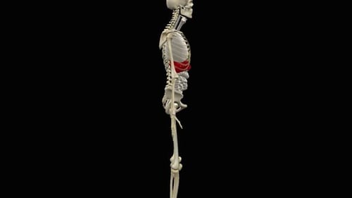 3D Animation of Human Skeleton and Liver Anatomy