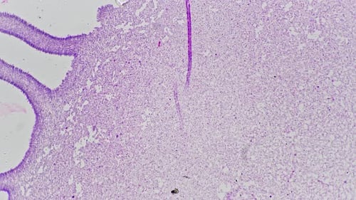 Agaricus in Section Magnified 100x Under Microscope in Scientific Laboratory