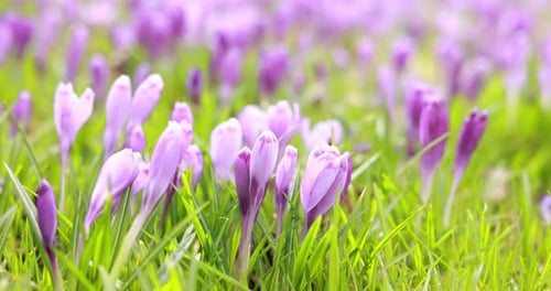 Crocus Flowers Blooming in a Field of Grass