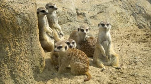 Eine Gruppe von Erdmännchen sitzt neben einem großen Stein und schaut sich entspannt um (Suricata suricatta)