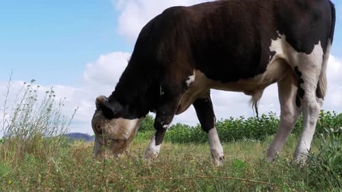 Beautiful Gray and White Bull Grazing on Meadow on Sky Background