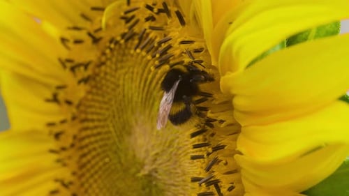 Close up of bumble bee worker collecting fresh nectar from yellow sunflower