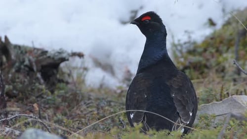 Wild male black grouse standing in the snowy Norwegian forest nature